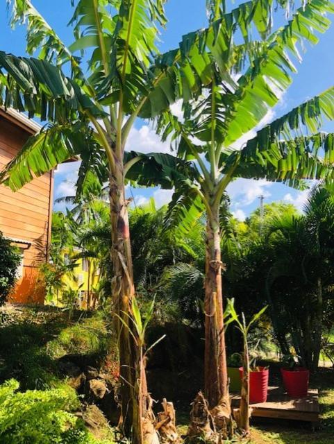 Amour Deshaies Guest house 4*